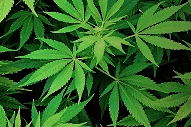 Weed Wallpapers 55f   HD Wallpapers