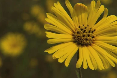 Landscapes Living Gardens Bluray Wallpapers Flowers Upxicha ...