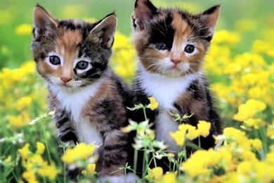 Kitten Wallpapers Collection (42+)