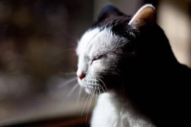 Cute Kitty Backgrounds Widescreen And HD Backgrounds Wallpapers