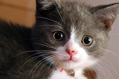 Cute Kitty Face Google Skins, Cute Kitty Face Google Backgrounds ...