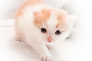 Cats: Cute Kitty Beautiful White Brown Kitten Desktop Backgrounds ...