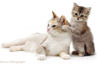 Cute Cat Backgrounds Wallpapers 50N