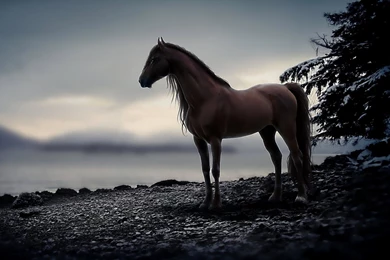 Horse Desktop Backgrounds 16103   HD Wallpapers Site