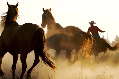 Horse Desktop Backgrounds Widescreen And HD Backgrounds Wallpapers