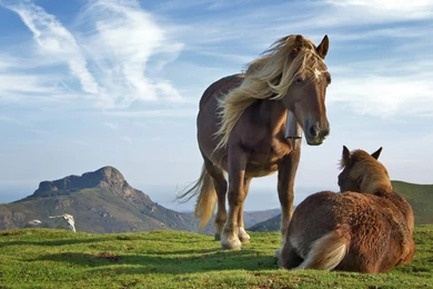 Horse wallpaper for computers free 113 58182 Desktop Wallpapers ...