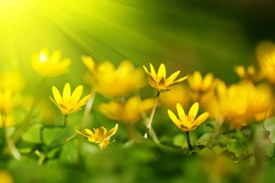 Beautiful Yellow Flowers Backgrounds Wallpapers For Desktop