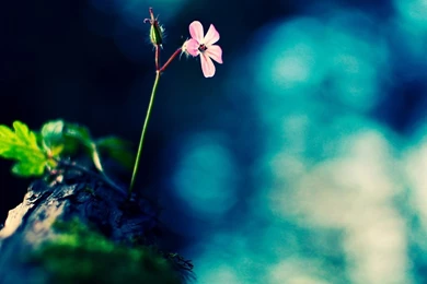 Rocks iPad Wallpapers