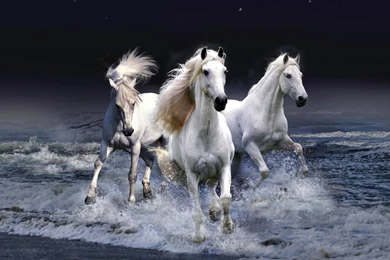 White Horse Wallpapers   Wallpapers Cave