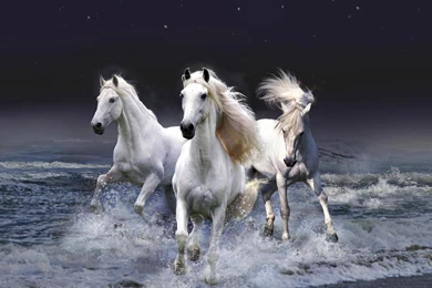 White Horse Wallpapers   Wallpapers Cave