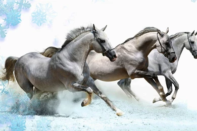 Seven White Horses Wallpapers