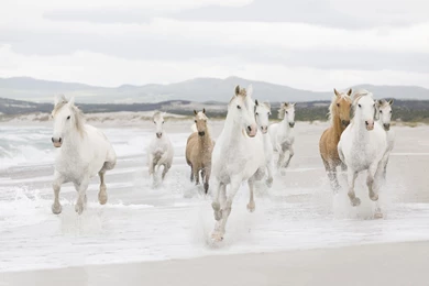 Seven White Running Horses Wallpapers   WeSharePics