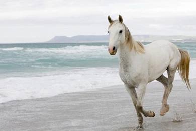 Horse Wallpapers Hd Pictures Free Download