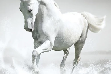 Horses Live Wallpapers   Android Apps On Google Play