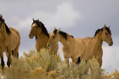 Beautiful Wallpapers: Wild Horses Wallpapers