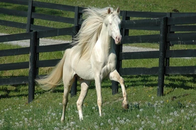 Friesian Horse HD Wallpapers