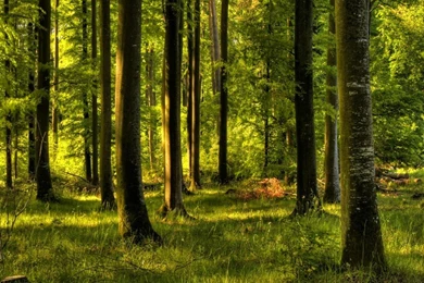 Enchanted Forest Wallpapers   HD Wallpapers Pix