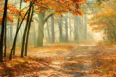 Real Enchanted Forest HD Desktop Wallpapers : High Definition ...