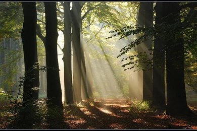 Enchanted Forest Wallpapers