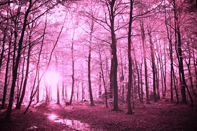 Enchanted Pink Forest   HD Wallpapers