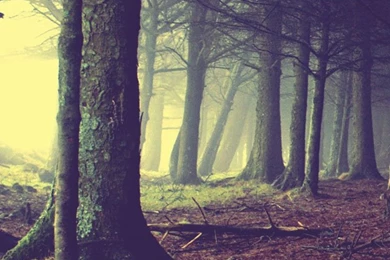 Enchanted Forest   The iPhone Wallpapers