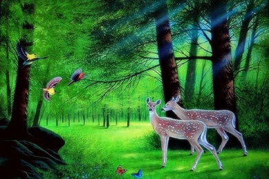 The Enchanted Forest   (