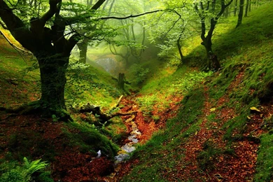 30 Enchanted Forest Wallpapers Pictures