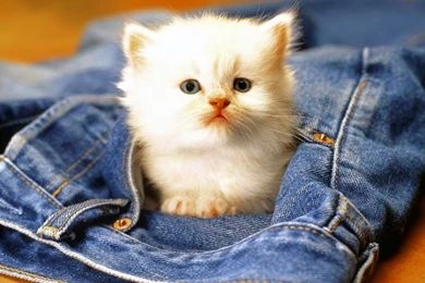 Cute Baby Animals Wallpapers. Download Wallpapers Of Cute Animals ...