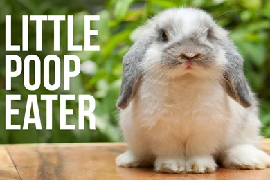 Cute Animals Images Collection (40+)