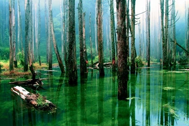 Beautiful Hd Beautiful Landscape – Nature Forests HD Desktop Wallpapers