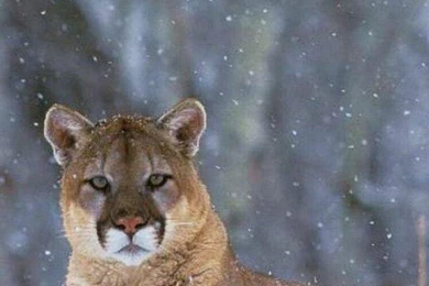 Iphone Lion Wallpapers Car Backgrounds 272