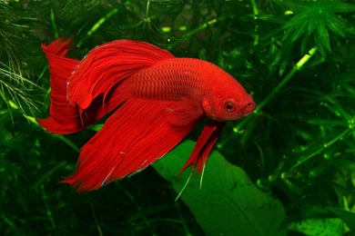 Fish Wallpapers Desktop Fish Wallpapers Desktop Picsjpg. Desktop ...