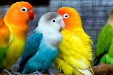 Cute Parrots HD Wallpapers   High Definition Wallpapers