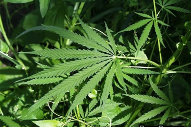 Wallpapers Pot Leaves 800x600