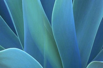 Download Desktop Wallpapers Abstraction From Plants   Wallpapers For ...