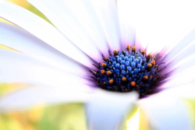 High Resolution Beauty Full HD Wallpapers   SiWallpaperHD 19858