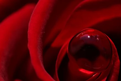 CaptuRed Beauty Wallpapers