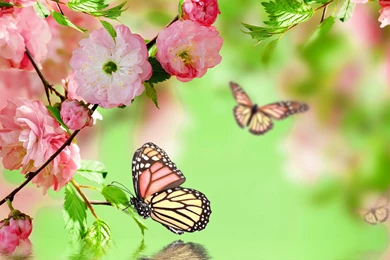 High Resolution Beauty Nature Butterfly Flower Wallpaer Full Size ...