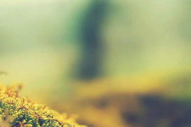 1080x1920 Plants Beauty Wallpapers HD