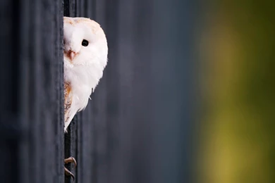 Cute White Owl Wallpapers