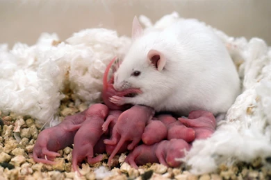 White Rat With Cute Pups Wallpapers