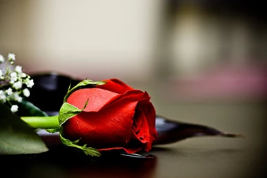 Only Red Roses High Quality Wallpapers