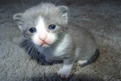 Sad Cat Latest HD Wallpapers Free Download