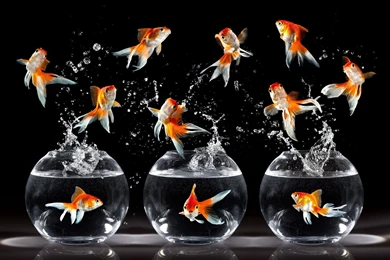 Gold Fish Wallpapers   Wallpapers Cave