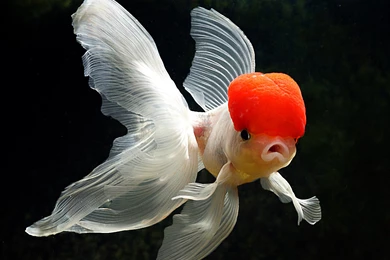 Goldfish Wallpapers