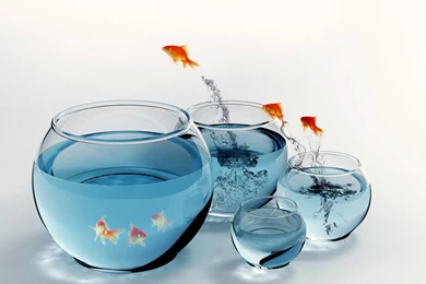 Gold Fish Wallpapers   Wallpapers Cave