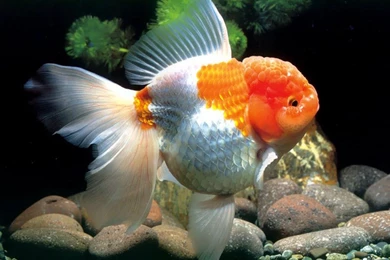 Gold Fish Wallpapers BA3N