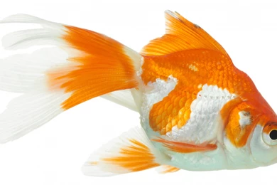 Full HD 1080p Goldfish Wallpapers HD, Desktop Backgrounds 1920x1080