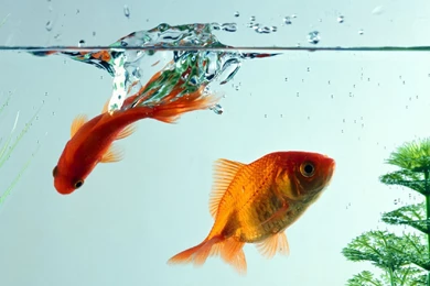 Gold Fish Wallpapers