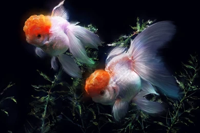 Gold Fish Pictures ~ Atoz Desktop Wallpapers